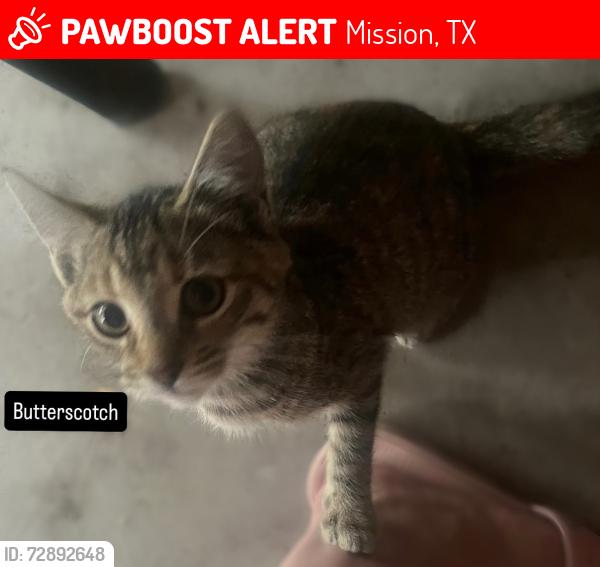Lost Female Cat last seen Shary Road, Taylor Road, Mission, TX 78574