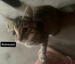 Lost Female Cat last seen Shary Road, Taylor Road, Mission, TX 78574