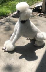 Lost Male Dog last seen Possinger St , Jackson Township, PA 18360