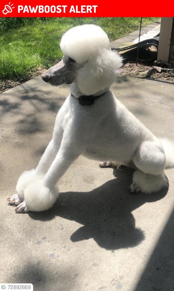 Lost Male Dog last seen Possinger St , Jackson Township, PA 18360
