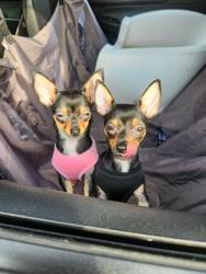 Lost Female Dog last seen Vaughn st/ Borden , San Fernando, CA 91340