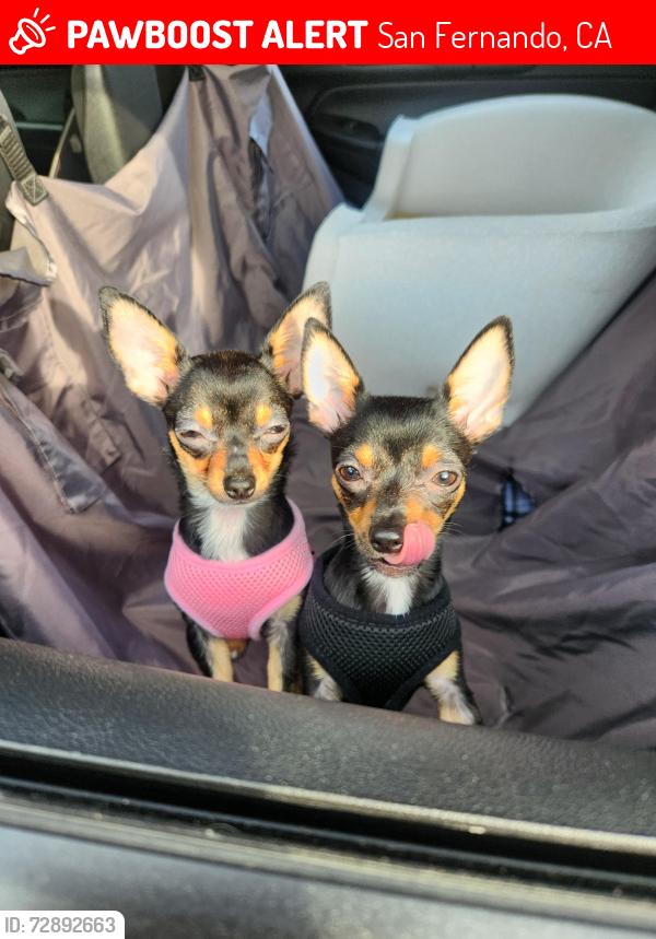 Lost Female Dog last seen Vaughn st/ Borden , San Fernando, CA 91340