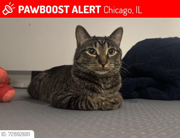 Lost Male Cat last seen Near n troy, Chicago, IL 60618