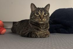 Lost Male Cat last seen Near n troy, Chicago, IL 60618