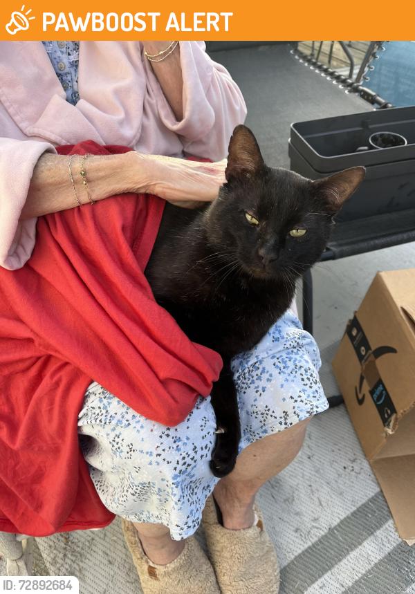 Found/Stray Male Cat last seen Old Mars Hill Hwy, Old Mars Hill Hwy, NC 28787