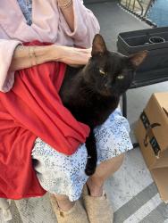 Found/Stray Male Cat last seen Old Mars Hill Hwy, Old Mars Hill Hwy, NC 28787