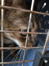 Reunited Unknown Cat last seen Hogan, Port St. Lucie, FL 34983