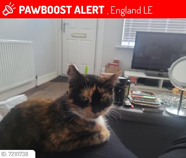 Lost Female Cat last seen uppingham road/ green lane road, , England LE5