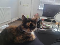 Lost Female Cat last seen uppingham road/ green lane road , , England LE5