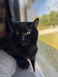 Lost Male Cat last seen Old Williamston Rd and Van Martin Road, Anderson, SC 29621