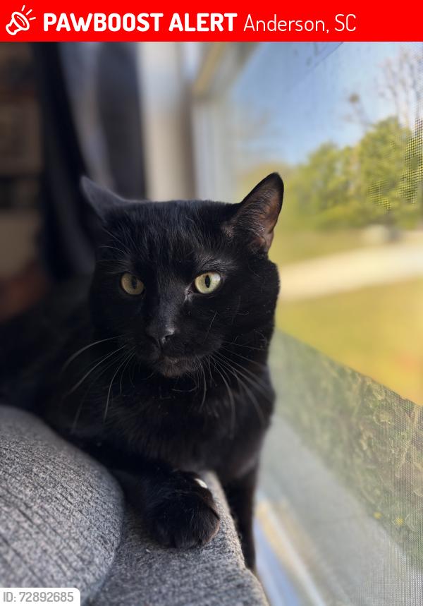 Lost Male Cat last seen Old Williamston Rd and Van Martin Road, Anderson, SC 29621