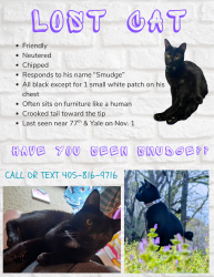 Lost Male Cat last seen Near s canton Ave, Tulsa, OK 74136