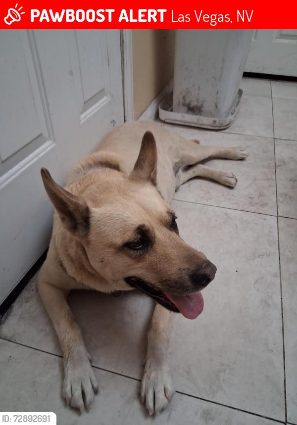 Lost Male Dog last seen charleston blvd, Las Vegas, NV 89107
