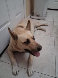 Lost Male Dog last seen charleston blvd, Las Vegas, NV 89107