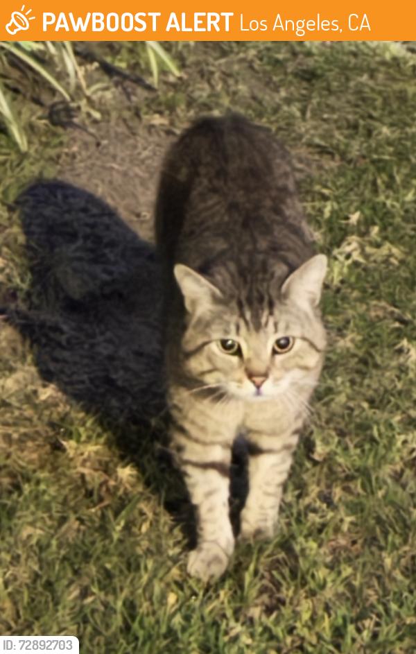 Found/Stray Unknown Cat last seen La cienega and cadillac, Los Angeles, CA 90034
