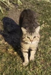 Found/Stray Unknown Cat last seen La cienega and cadillac, Los Angeles, CA 90034