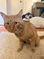 Found/Stray Male Cat last seen N Rhodes st and Wilson blvd, Arlington, VA 22201