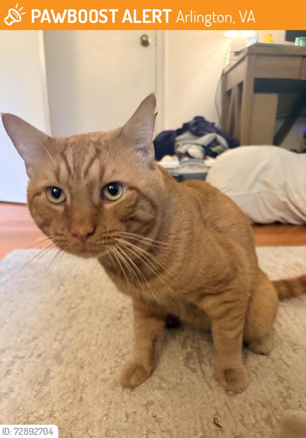 Found/Stray Male Cat last seen N Rhodes st and Wilson blvd, Arlington, VA 22201