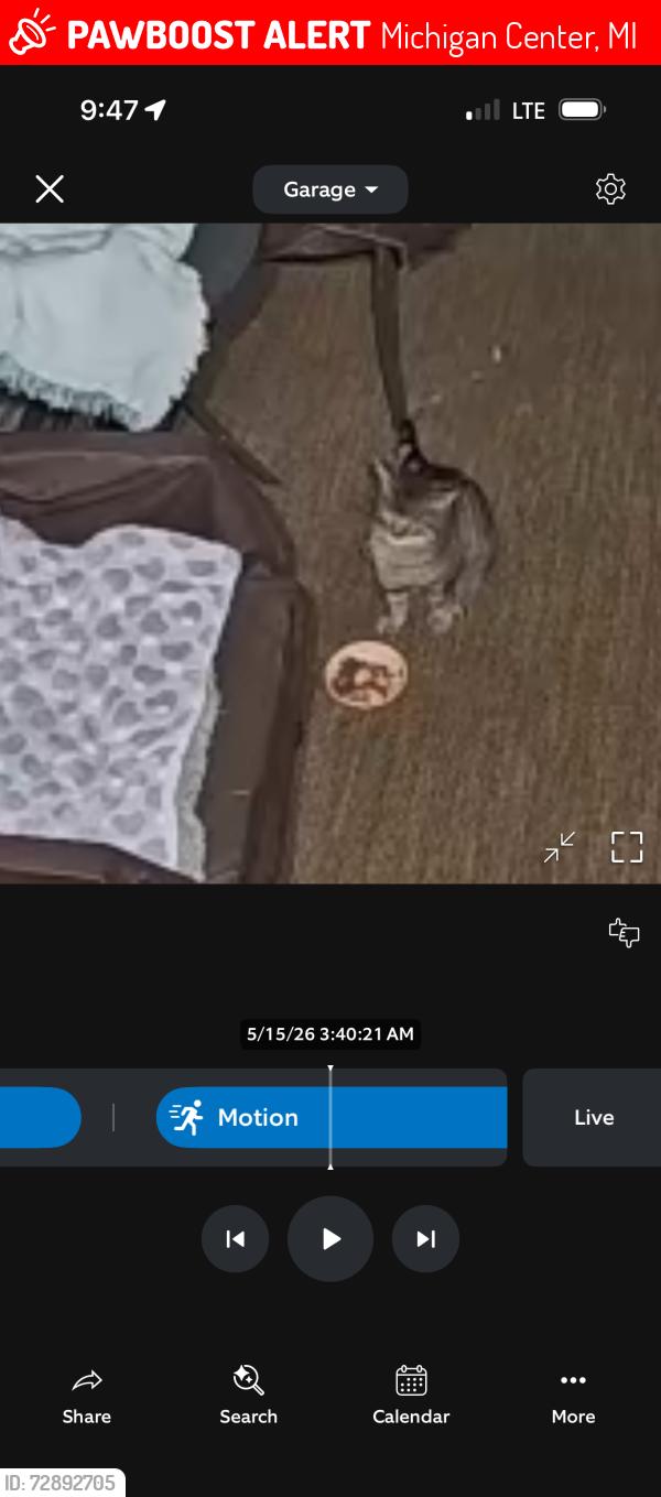 Lost Male Cat last seen Washington st and edgewater dr/ at boat launch, Michigan Center, MI 49254
