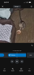 Lost Male Cat last seen Washington st and edgewater dr/ at boat launch, Michigan Center, MI 49254