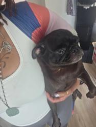 Lost Female Dog last seen Rosharon , Iowa Colony, TX 77583