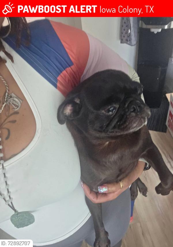 Lost Female Dog last seen Rosharon , Iowa Colony, TX 77583