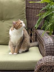 Lost Female Cat last seen Greeniaus Rd Oakville , Oakville, ON L6J 6Y2