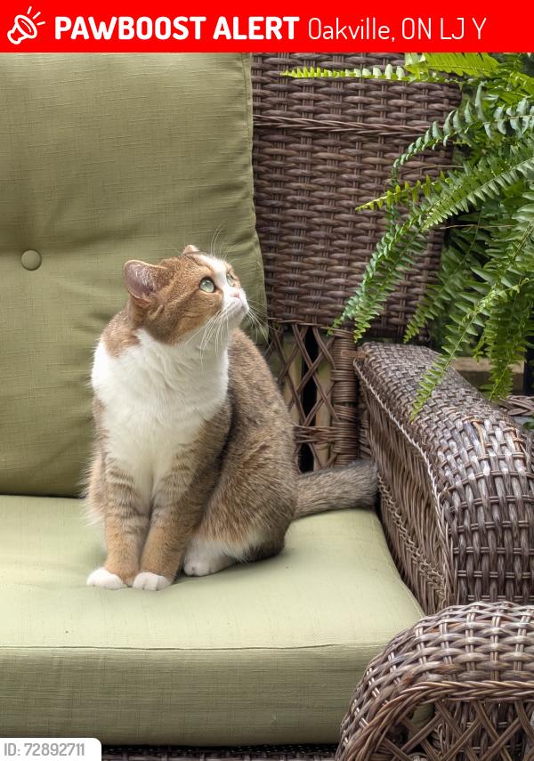 Lost Female Cat last seen Greeniaus Rd Oakville, Oakville, ON L6J 6Y2