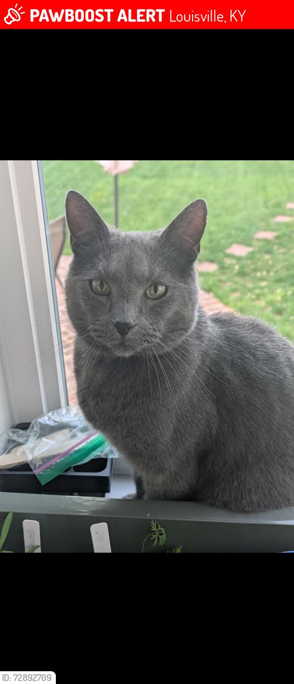 Lost Male Cat last seen Near Hillsboro rd, 40207, Louisville, KY 40207
