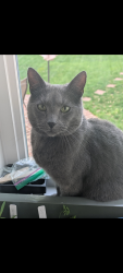 Lost Male Cat last seen Near Hillsboro rd, 40207, Louisville, KY 40207