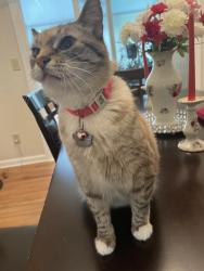 Reunited Female Cat last seen albemarle and martin lake roads, Charlotte, NC 28227