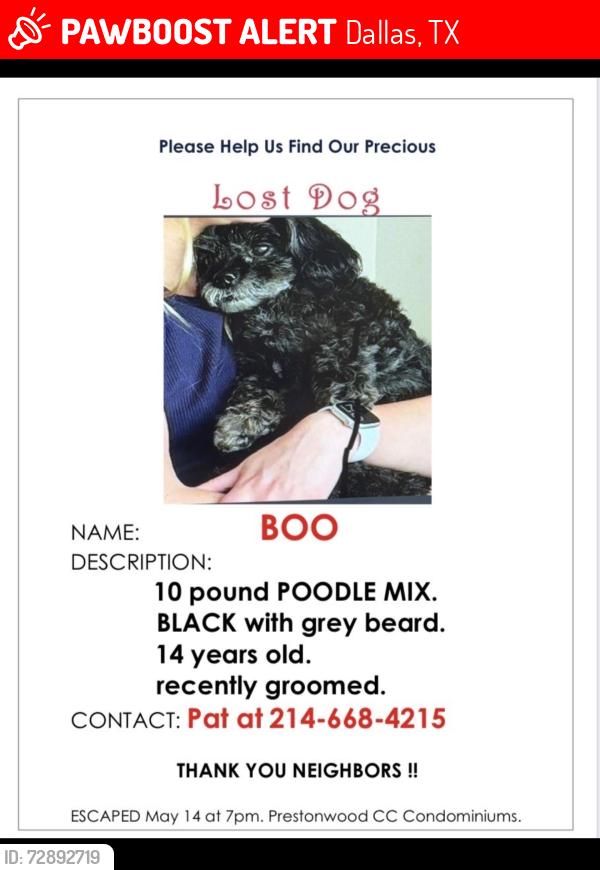 Lost Male Dog last seen Preston Road between Arapaho and Keller Springs, Dallas, TX 75248