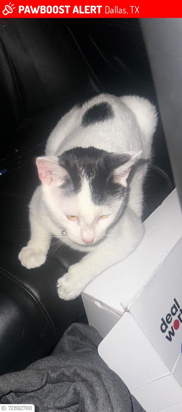 Lost Male Cat last seen  dr& Buckner Blvd by villas Rey and Spanish cove apmts , Dallas, TX 75227