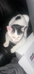 Lost Male Cat last seen  dr& Buckner Blvd by villas Rey and Spanish cove apmts , Dallas, TX 75227