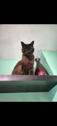 Lost Male Cat last seen Oakridge, Hampshire, England RG21