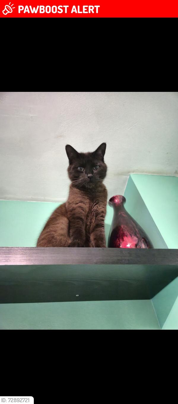 Lost Male Cat last seen Oakridge, Hampshire, England RG21