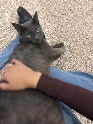 Lost Male Cat last seen My backyard, Tomball, TX 77375