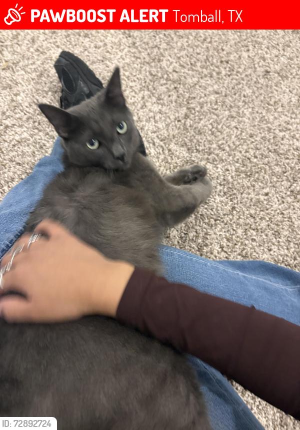 Lost Male Cat last seen My backyard, Tomball, TX 77375