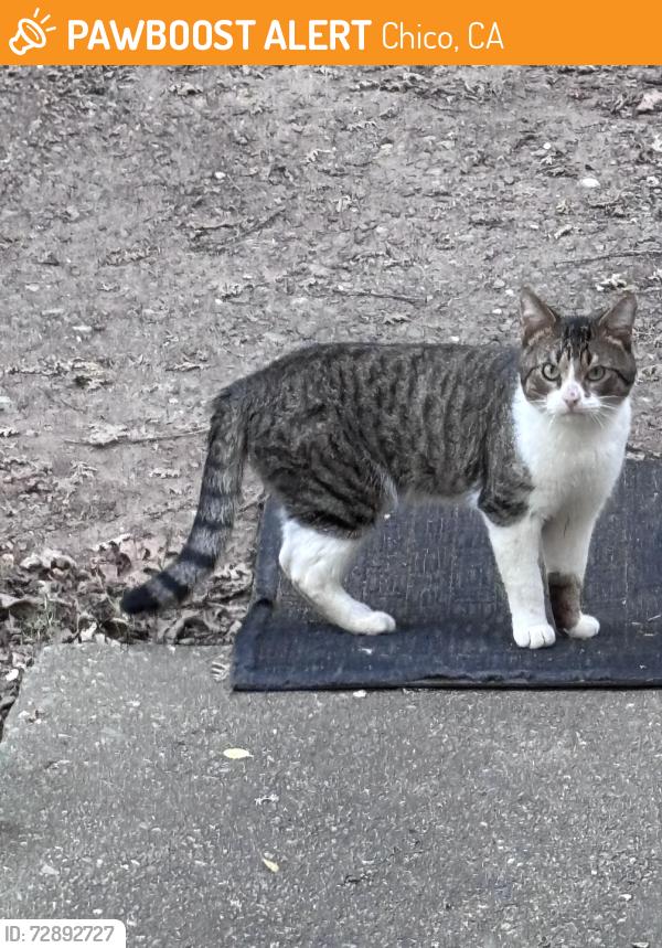 Found/Stray Unknown Cat last seen Stanley Ave, Chico, CA 95928