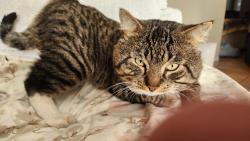 Reunited Male Cat last seen Lassen/Winnetka, Los Angeles, CA 91311