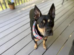 Reunited Female Dog last seen Brevard Tennis and Athletic Club , Brevard, NC 28712