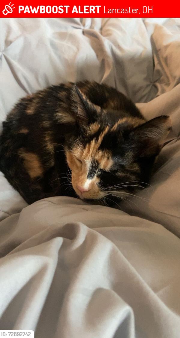 Lost Female Cat last seen Near prairie grass ave, Lancaster, OH 43130