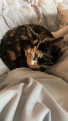 Lost Female Cat last seen Near prairie grass ave, Lancaster, OH 43130