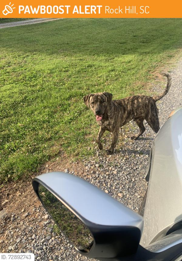 Found/Stray Male Dog last seen Below church toward 901, Rock Hill, SC 29730