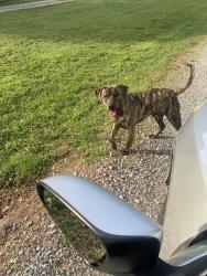 Found/Stray Male Dog last seen Below church toward 901, Rock Hill, SC 29730