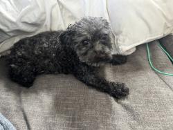 Found/Stray Male Dog last seen Coleman lane foley, Elberta, AL 36530