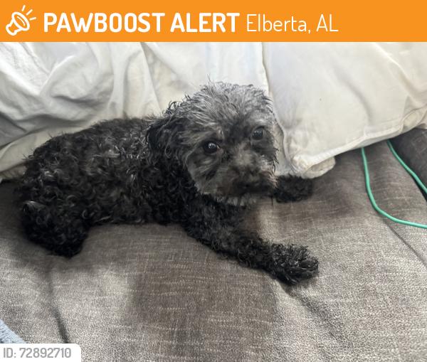 Found/Stray Male Dog last seen Coleman lane foley, Elberta, AL 36530