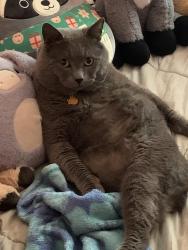 Lost Male Cat last seen New Hope Church Rd, Between, GA 30656