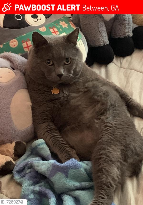 Lost Male Cat last seen New Hope Church Rd, Between, GA 30656
