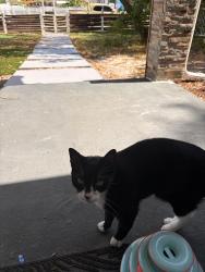Found/Stray Male Cat last seen 26th St S, St. Petersburg, FL 33710